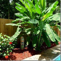 tropical-pool-plants-12_12 Тропически растения в басейна