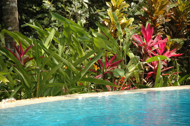 tropical-pool-plants-12_18 Тропически растения в басейна
