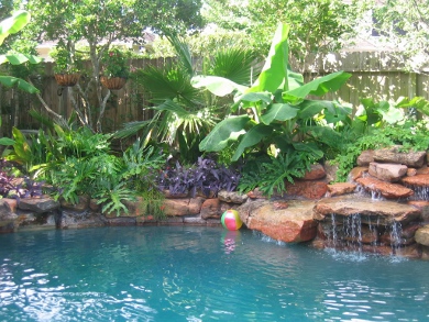 tropical-pool-plants-12_2 Тропически растения в басейна