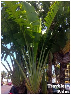 tropical-privacy-plants-82_12 Тропически растения за поверителност
