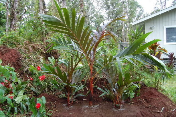 tropical-privacy-plants-82_16 Тропически растения за поверителност