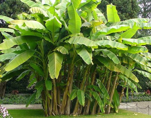 tropical-privacy-plants-82_6 Тропически растения за поверителност