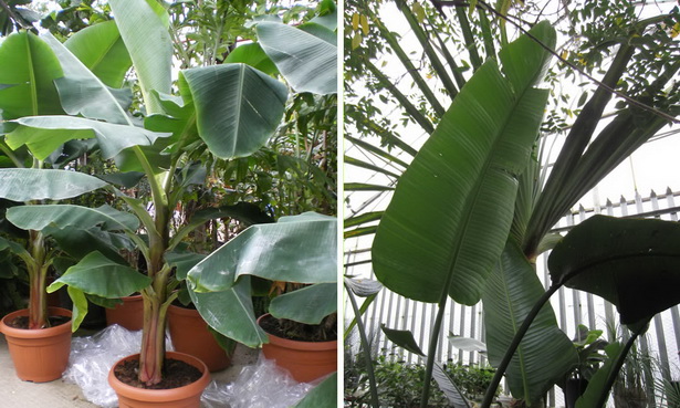 tropical-privacy-plants-82_9 Тропически растения за поверителност