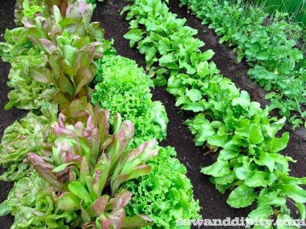 vegetable-flower-garden-design-88_7 Зеленчукова цветна градина дизайн