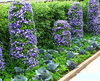 vegetable-flower-garden-design-88_9 Зеленчукова цветна градина дизайн