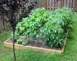 vegetable-garden-beds-30_10 Зеленчукова градина легла