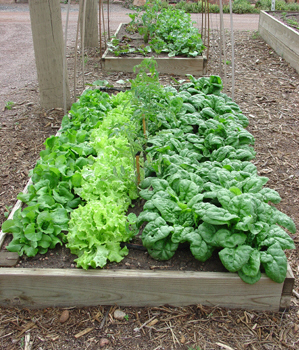 vegetable-garden-beds-30_15 Зеленчукова градина легла