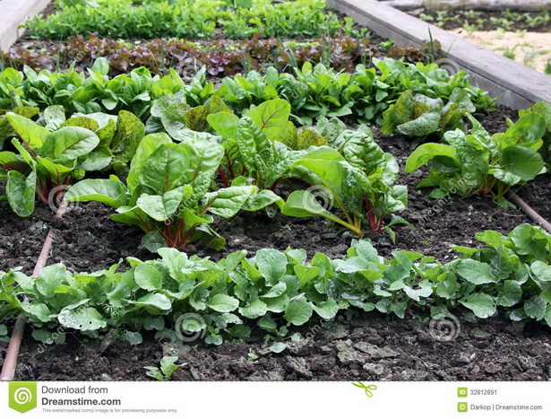 Зеленчукови градински растения
