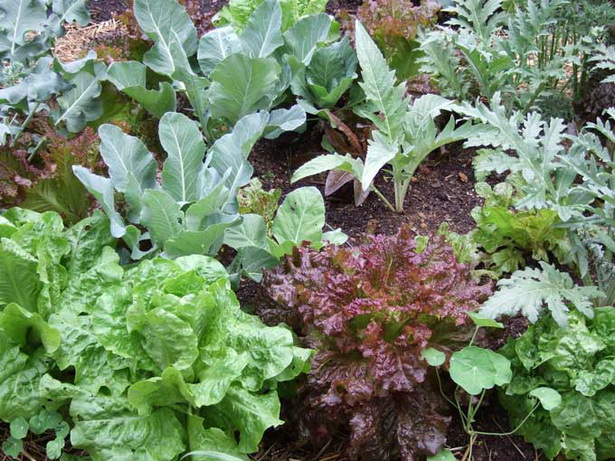 vegetable-garden-plants-38_11 Зеленчукови градински растения
