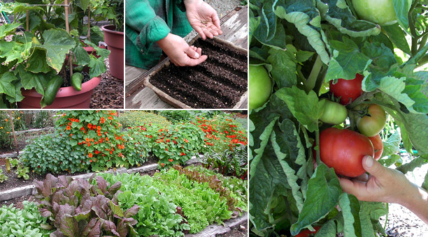 vegetable-garden-plants-38_15 Зеленчукови градински растения