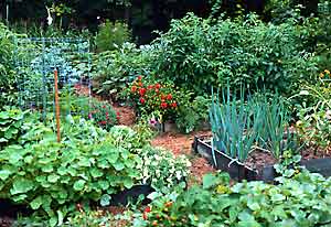 vegetable-garden-plants-38_20 Зеленчукови градински растения