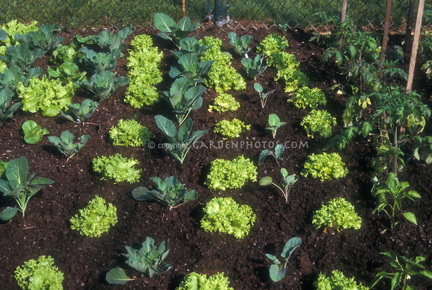 vegetable-garden-plants-38_5 Зеленчукови градински растения