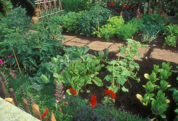 vegetable-garden-plants-38_7 Зеленчукови градински растения