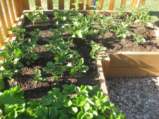 vegetable-gardening-for-beginners-12 Зеленчуково градинарство за начинаещи