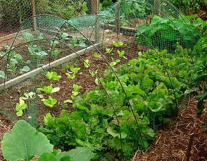 vegetable-gardening-for-beginners-12_13 Зеленчуково градинарство за начинаещи