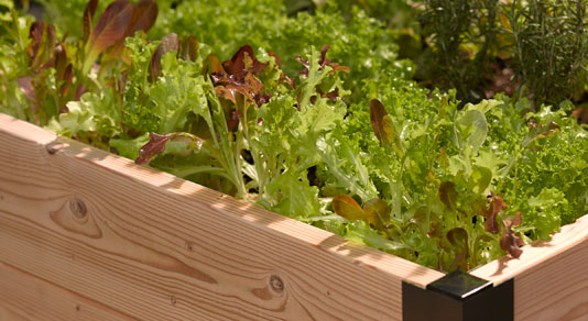 vegetable-gardening-for-beginners-12_4 Зеленчуково градинарство за начинаещи