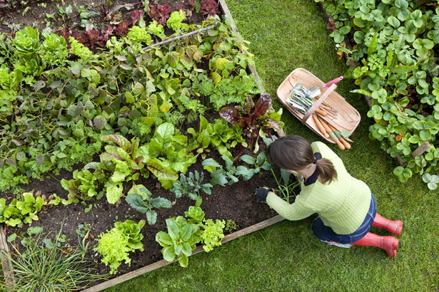 vegetable-gardening-for-beginners-12_6 Зеленчуково градинарство за начинаещи