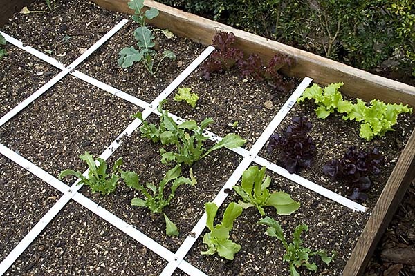 vegetable-gardening-for-beginners-12_8 Зеленчуково градинарство за начинаещи