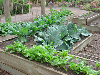 vegetable-gardening-for-beginners-12_9 Зеленчуково градинарство за начинаещи