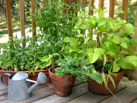vegetable-gardening-in-containers-28_14 Зеленчуково градинарство в контейнери