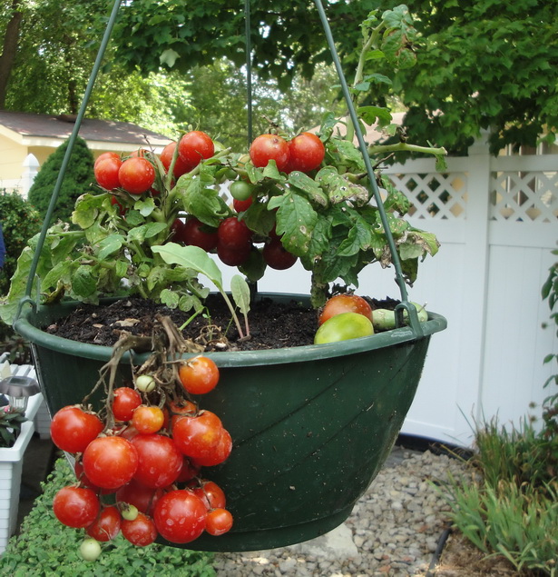 vegetable-gardening-in-containers-28_18 Зеленчуково градинарство в контейнери
