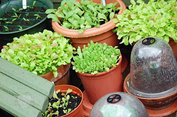 vegetable-gardening-in-containers-28_3 Зеленчуково градинарство в контейнери