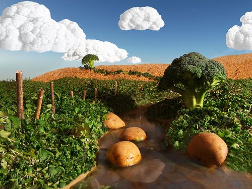 vegetable-landscape-84_17 Зеленчуков пейзаж
