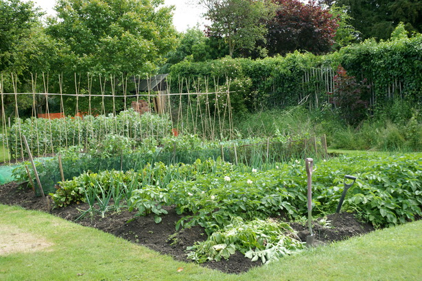 vegetable-plot-83_20 Зеленчуков парцел