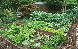 vegetable-plot-83_3 Зеленчуков парцел