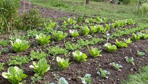 vegetable-plot-83_4 Зеленчуков парцел