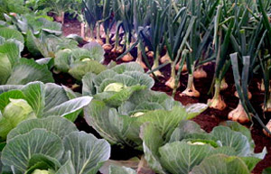 vegetable-plot-83_7 Зеленчуков парцел