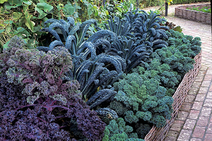 vegetable-plot-83_8 Зеленчуков парцел