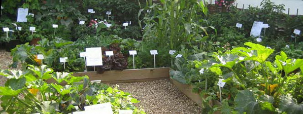 vegetables-for-raised-garden-beds-79_11 Зеленчуци за повдигнати градински легла