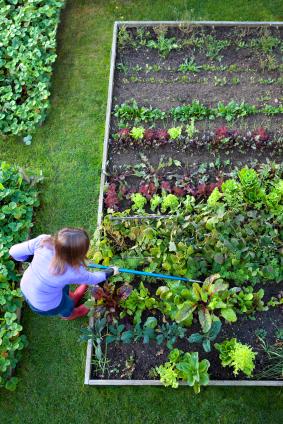 vegetables-for-raised-garden-beds-79_14 Зеленчуци за повдигнати градински легла