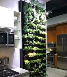 vertical-indoor-herb-garden-66 Вертикална вътрешна билкова градина