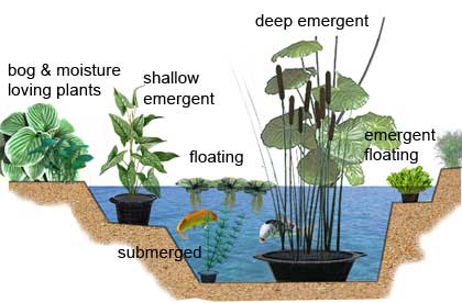 Водни градински растения