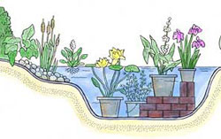 water-garden-plants-97_18 Водни градински растения