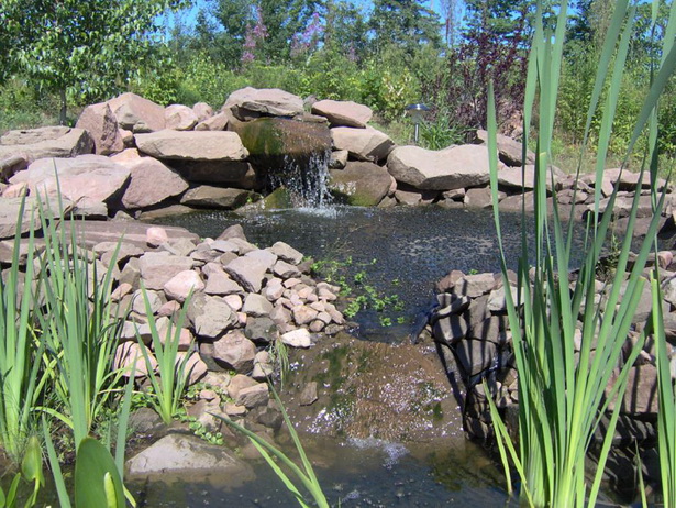 water-garden-plants-97_6 Водни градински растения