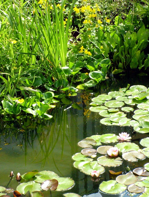 water-garden-plants-97_7 Водни градински растения