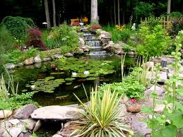 water-garden-plants-97_9 Водни градински растения