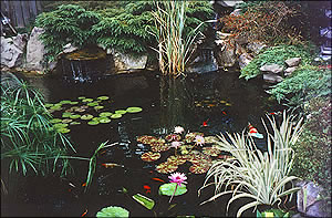 water-garden-pond-kits-85_7 Водни градински езерца Комплекти