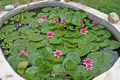 water-ponds-for-gardens-53_12 Водни басейни за градини