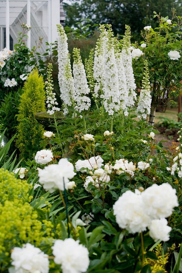 Бяла цветна градина дизайн