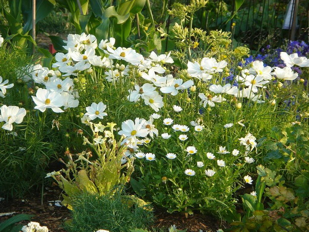white-flower-garden-design-96_7 Бяла цветна градина дизайн
