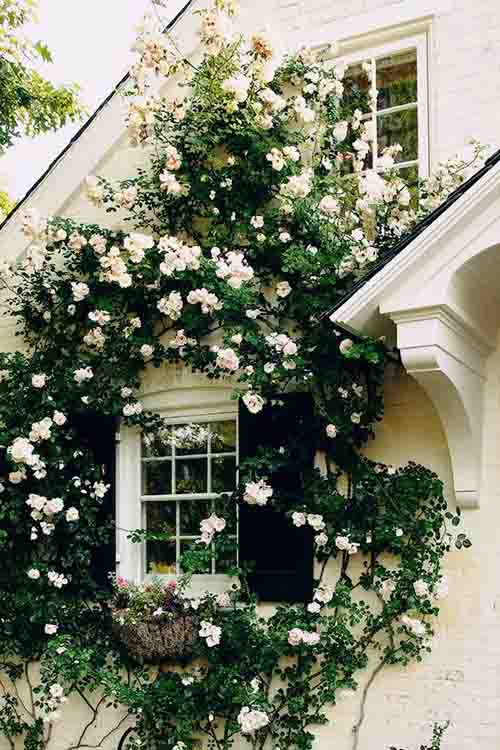 white-flower-garden-design-96_9 Бяла цветна градина дизайн
