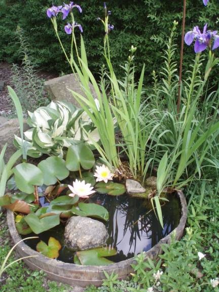 Дива природа градина езерце