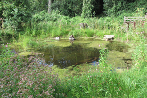 wildlife-garden-pond-17_6 Дива природа градина езерце