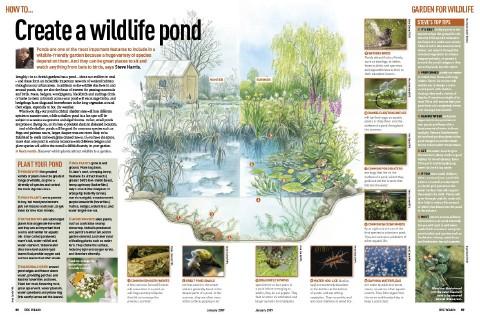wildlife-garden-pond-17_8 Дива природа градина езерце