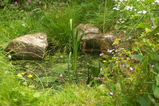 wildlife-ponds-for-small-gardens-96_2 Езера за диви животни за малки градини