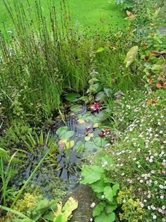 wildlife-ponds-for-small-gardens-96_20 Езера за диви животни за малки градини